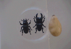 ���E�ŏ��N���K�^